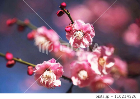 見頃を迎えた、紅梅の花 110234526