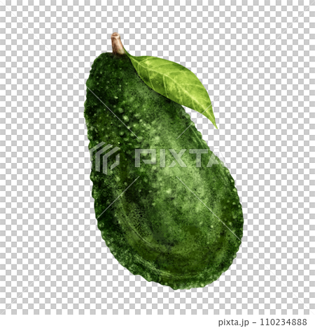 Avocado watercolor illustration hand painted 110234888