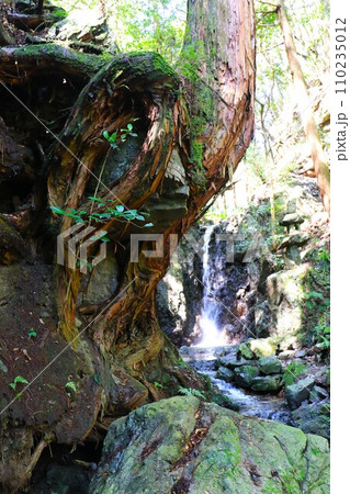 毛呂山町の獅子ヶ滝下流の巨石に根を張る杉の木と滝の風景 110235012