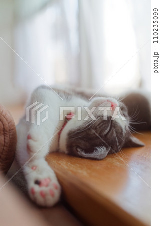 仰向けに眠る猫 110235099