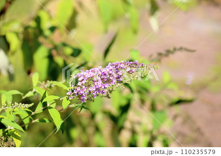 ブッドレアの花 110235579