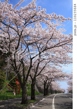 むつはまなすラインにて快晴の空と満開の桜(日本 青森県むつ市) むつはまなすラインにて快晴の空と満開の桜(日本 青森県むつ市) 110235684
