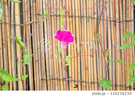 アサガオの花 アサガオの花 110236238