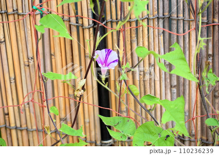 アサガオの花 アサガオの花 110236239