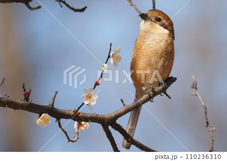 足環を付けたモズ（メス） 110236310