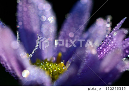 朝露をまとって輝く紫色の野の花　クローズアップ 110236316