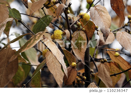 冬12月茶色い葉っぱが残る枝に咲き始めた黄色いロウバイの花 冬12月茶色い葉っぱが残る枝に咲き始めた黄色いロウバイの花 110236347