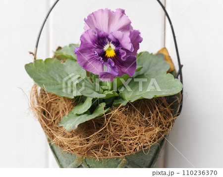 フリルパンジーをリメイク缶に植える 110236370