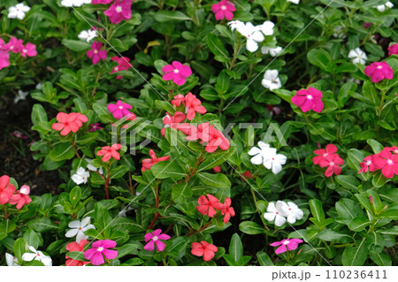 Periwinkles (Vinca Minor) bloom 110236411