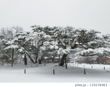 昌徳宮の松の大木(韓国:ソウル) 昌徳宮の松の大木(韓国:ソウル) 110236961