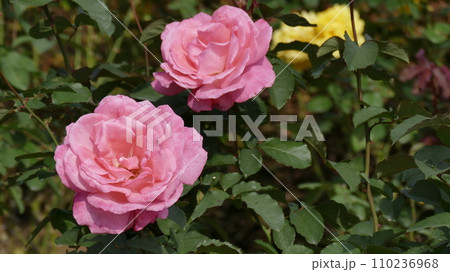 美しいピンクのバラ 110236968