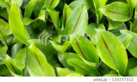 Green leaves of curcuma sessilis gage plant Green leaves of curcuma sessilis gage plant 110237312