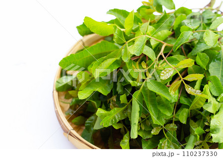 Brazilian peppertree leaves on white background. Brazilian peppertree leaves on white background. 110237330