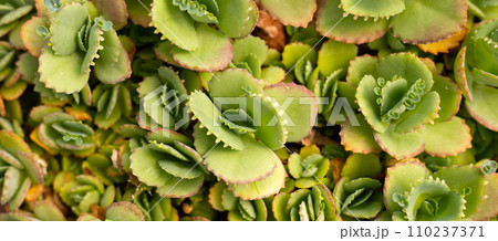 Mother of thousands plant or kalanchoe daigremontiana 110237371