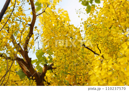 Cassia fistula flower on tree 110237570