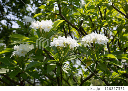 Plumeria or frangipani flower. Tropical tree Plumeria or frangipani flower. Tropical tree 110237571