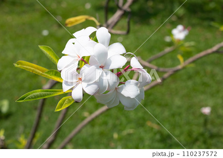 Plumeria or frangipani flower. Tropical tree Plumeria or frangipani flower. Tropical tree 110237572