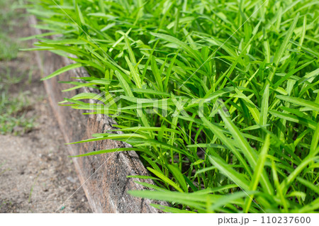 Water spinach or water convolvulus in vegetable patch Water spinach or water convolvulus in vegetable patch 110237600