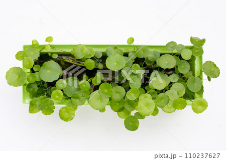 Centella asiatica (gotu kola). Fresh green leaves herb on white background. 110237627