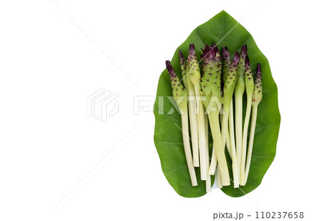Curcuma sessilis flower on white background. Curcuma sessilis flower on white background. 110237658