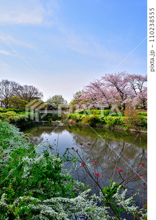 《愛知県》春の名古屋市守山区白沢渓谷の桜並木 《愛知県》春の名古屋市守山区白沢渓谷の桜並木 110238555