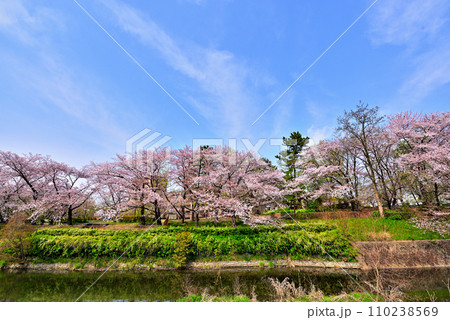 《愛知県》春の名古屋市守山区白沢渓谷の桜並木 《愛知県》春の名古屋市守山区白沢渓谷の桜並木 110238569