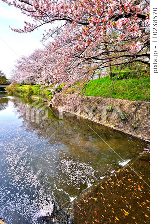 《愛知県》春の名古屋市守山区白沢渓谷の桜並木 110238570