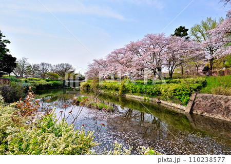 《愛知県》春の名古屋市守山区白沢渓谷の桜並木 110238577
