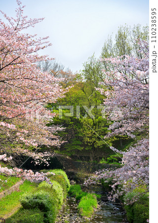 《愛知県》春の名古屋市守山区白沢渓谷の桜並木 《愛知県》春の名古屋市守山区白沢渓谷の桜並木 110238595