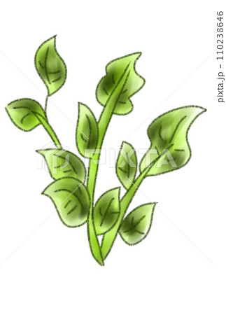 春の七草 春の七草 110238646