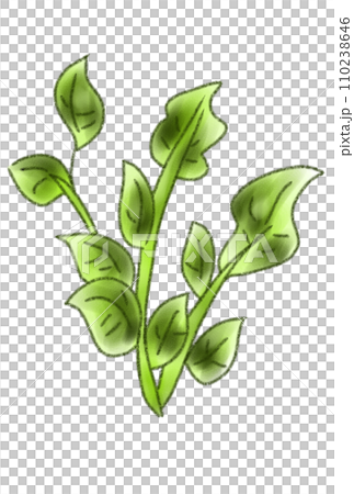 春の七草 春の七草 110238646