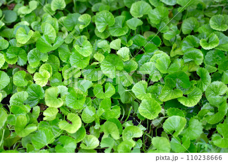 Gotu Kola plant growing in the garden Gotu Kola plant growing in the garden 110238666