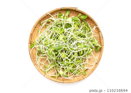 Sunflower Sprout on white background. Sunflower Sprout on white background. 110238694