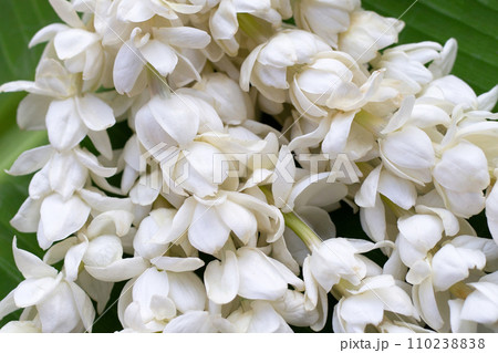 Thai white jasmine flower garland Thai white jasmine flower garland 110238838