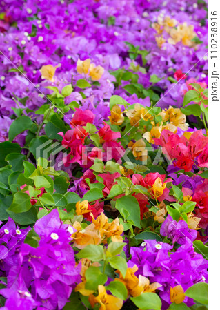 Beautiful bougainvillea flowers with green leaves Beautiful bougainvillea flowers with green leaves 110238916