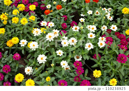 Zinnia flower in the garden 110238925