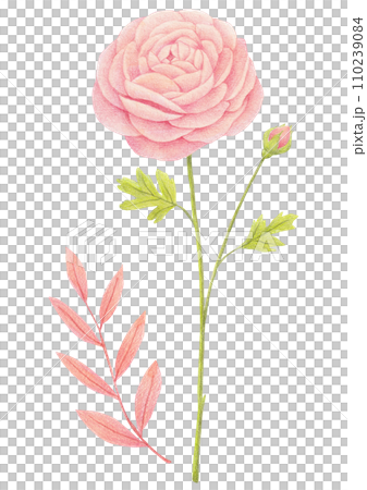 Colored pencil drawing of a pink ranunculus flower and a pink leaves. 110239084