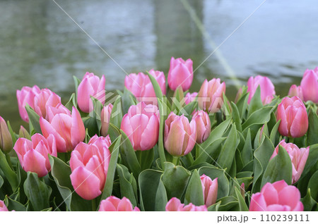 人工島のチューリップ祭 110239111