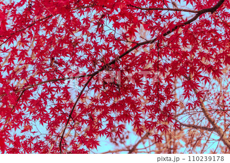 赤く色づいたモミジ 110239178