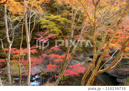 埼玉県秩父市中津川　奥秩父の紅葉の名所中津峡　持桶の女郎もみじと付近の紅葉 110239738