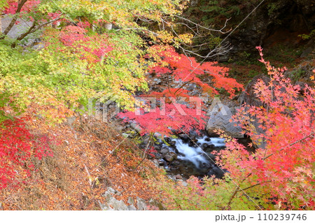 埼玉県秩父市中津川 奥秩父の紅葉の名所中津峡 持桶の女郎もみじと付近の紅葉 埼玉県秩父市中津川 奥秩父の紅葉の名所中津峡 持桶の女郎もみじと付近の紅葉 110239746