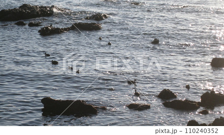 海岸の岩場にとまる鳥 110240352