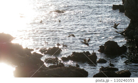 海岸の岩場にとまる鳥 海岸の岩場にとまる鳥 110240355