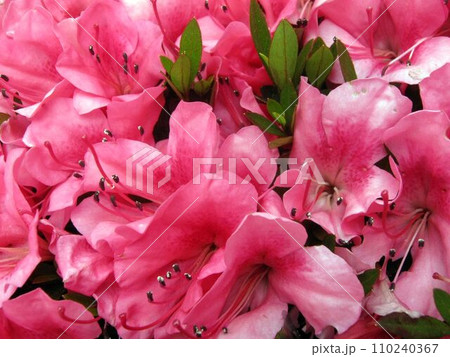 ピンクのツツジの花の群生 110240367