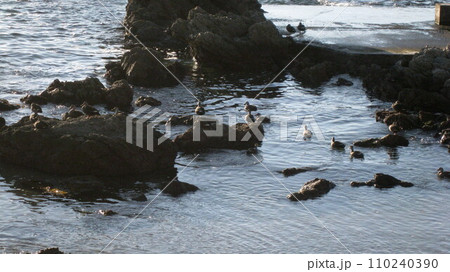 海岸の岩場にとまる鳥 海岸の岩場にとまる鳥 110240390