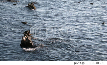海岸の岩場にとまる鳥 海岸の岩場にとまる鳥 110240396