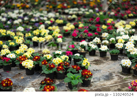 Young woman worker sitting down and looking to the pot of primrose in greenhouse 110240524