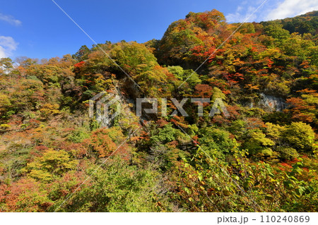 埼玉県秩父市大滝　奥秩父荒川沿い彩甲斐街道雁坂みちに隣接する大血川橋付近の紅葉 110240869