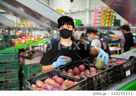 Fine woman checking quality of selected mangos Fine woman checking quality of selected mangos 110241131