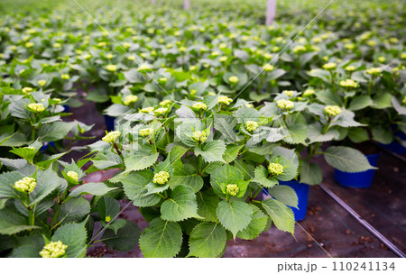 Growing Hydrangea flowers in pots in orangery 110241134